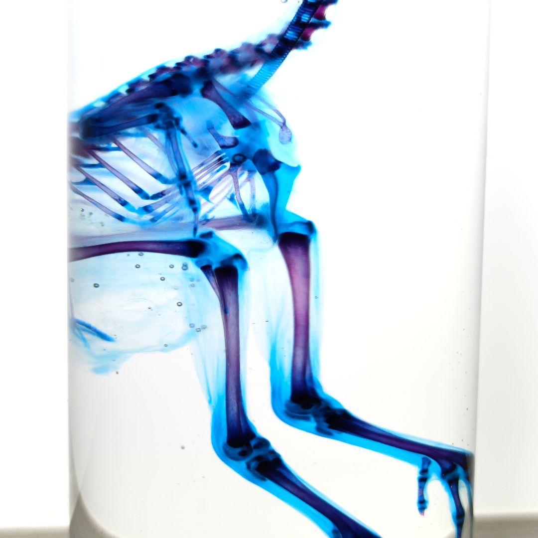 1点物☆極美品【透明骨格標本】ウズラ② 約10cm