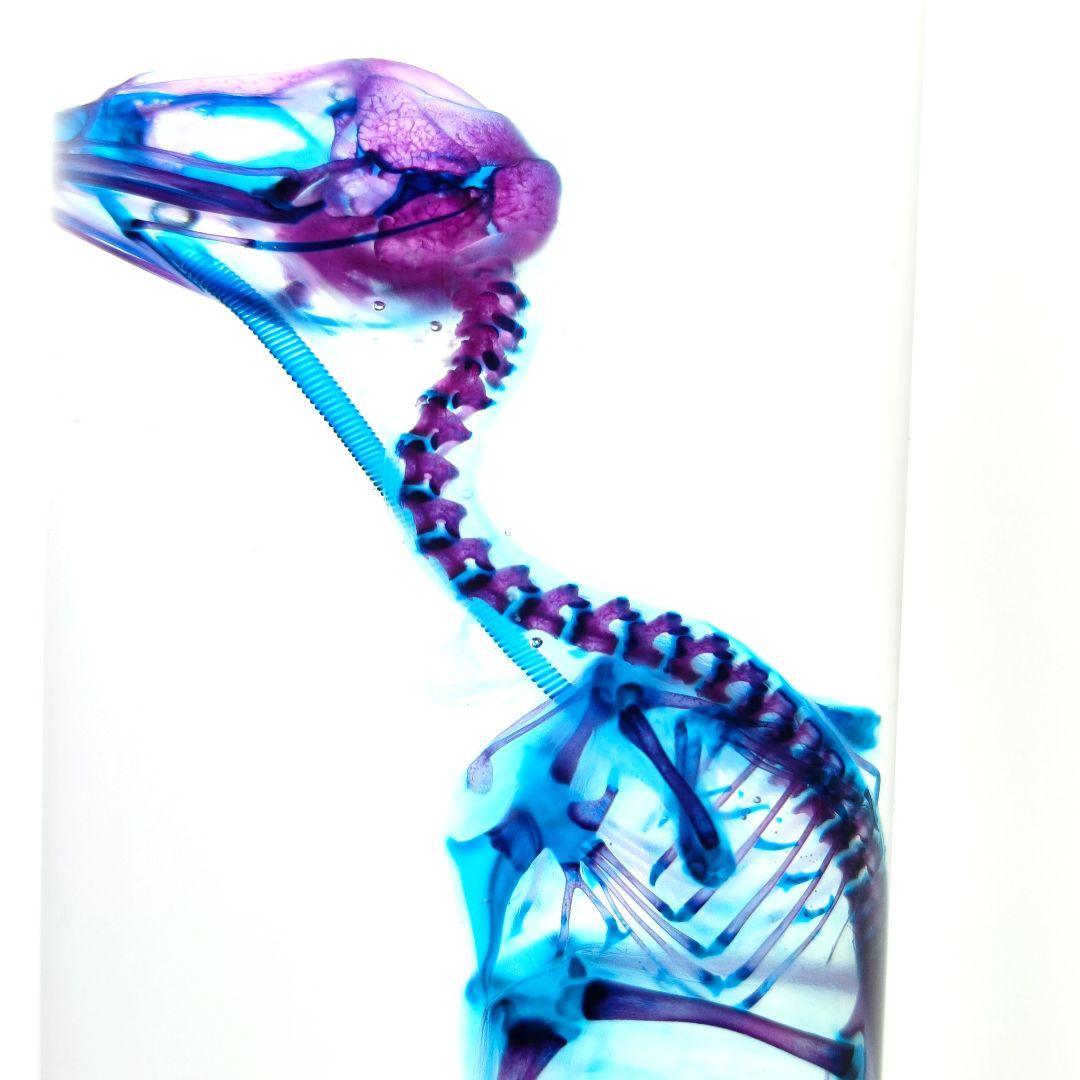 1点物☆極美品【透明骨格標本】ウズラ② 約10cm