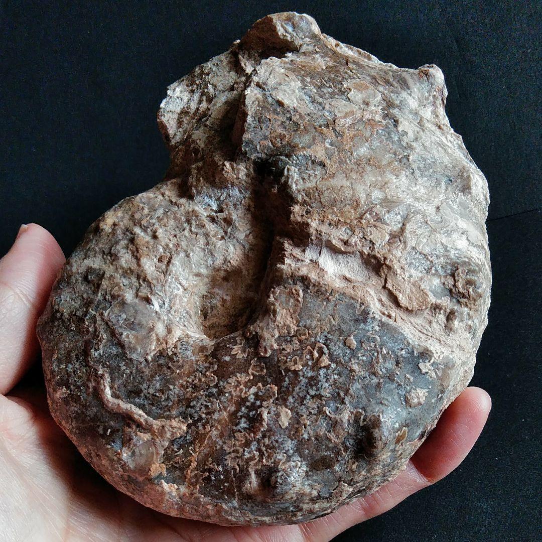 化石　骨格　標本　アンモナイト　特大　125mm