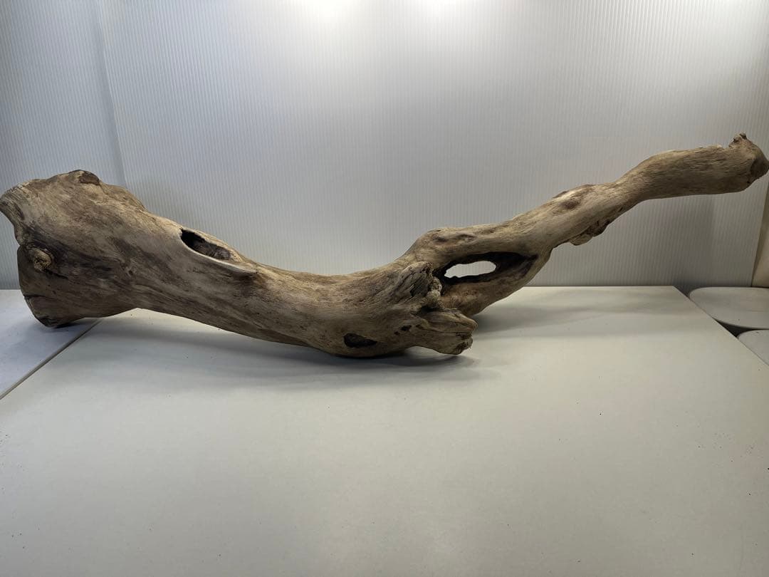 R64特大流木 アク抜き済み流木 爬虫類シェルター 登り木 インテリア 生け花