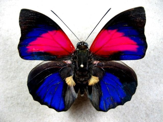 特別コレクションシリーズアグリアス　アエドン　ロドリゲッティー、-2　PA標本