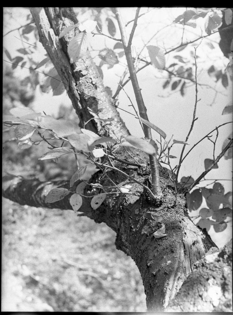 【作例あり】Canon P ポピュレール 露出計付き フィルムカメラ