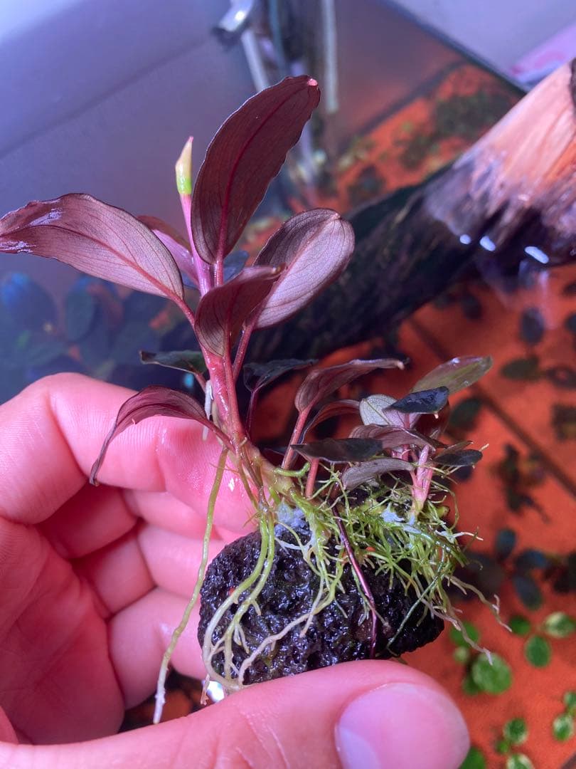 T*i様 Bucephalandra sp. Moônlight 群生株