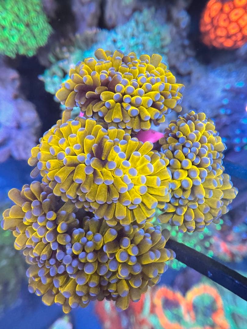 こめ出品ページ