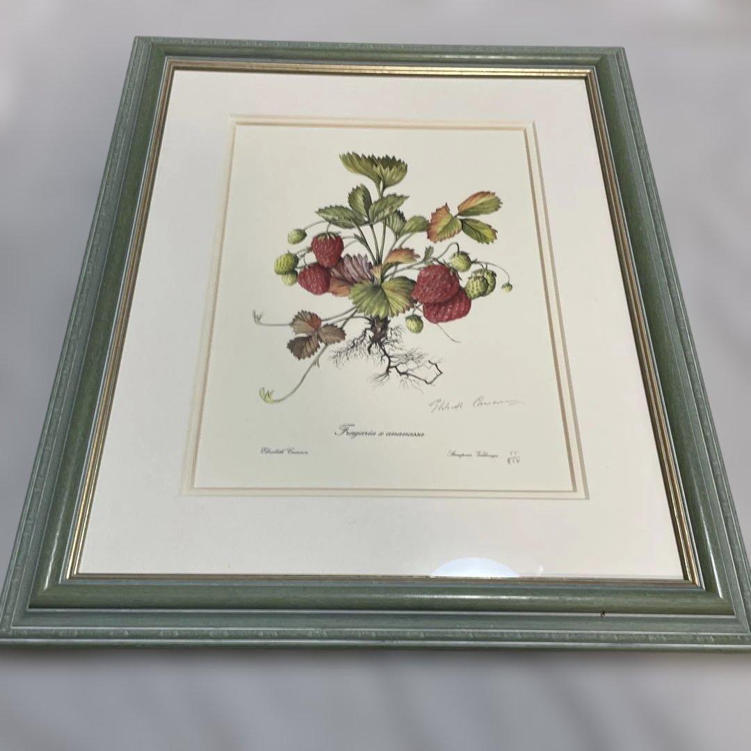 イチゴの植物画 リトグラフ