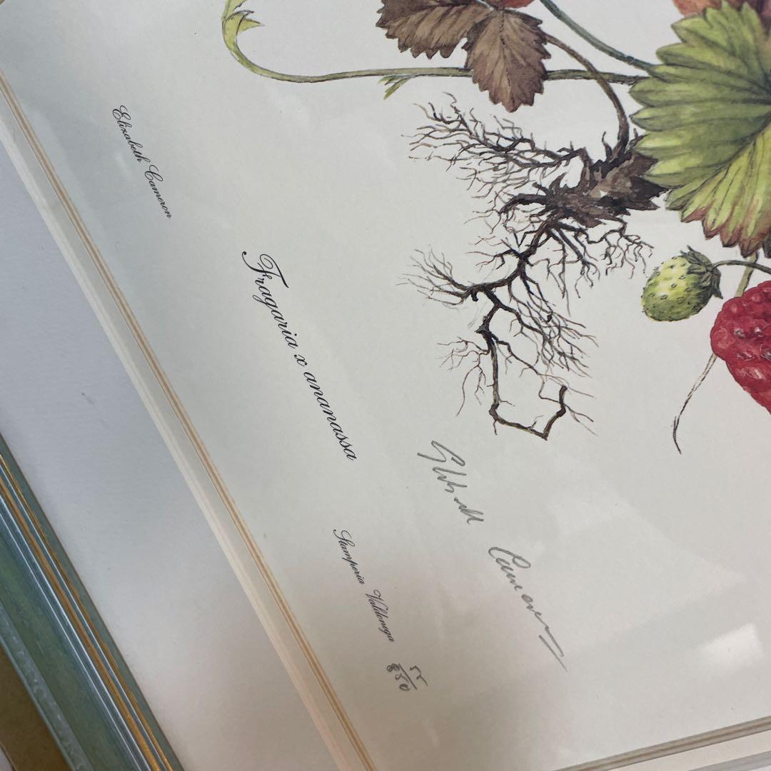 イチゴの植物画 リトグラフ