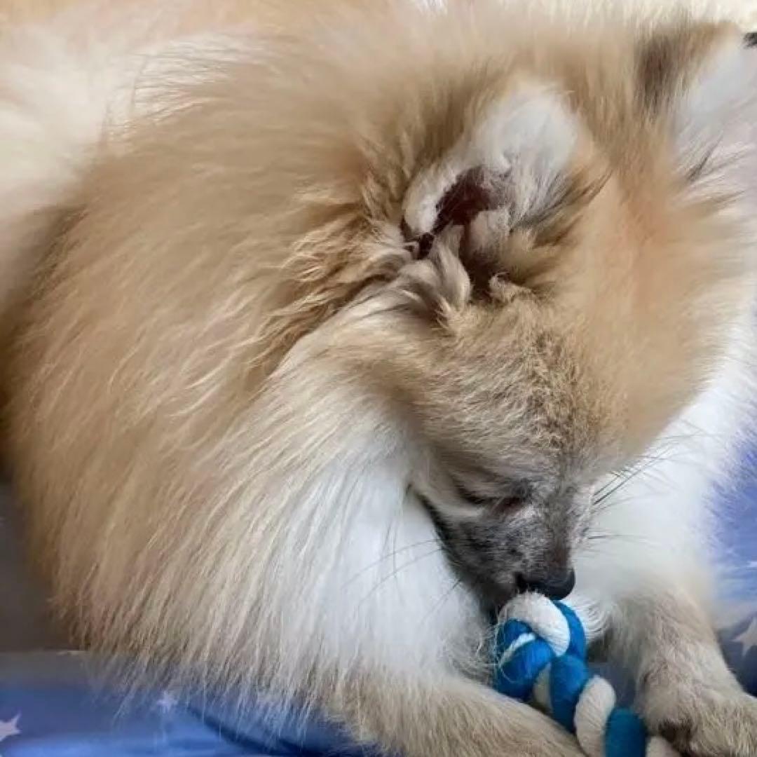 ポメラニアン クリーム色 ふわふわ　の写真