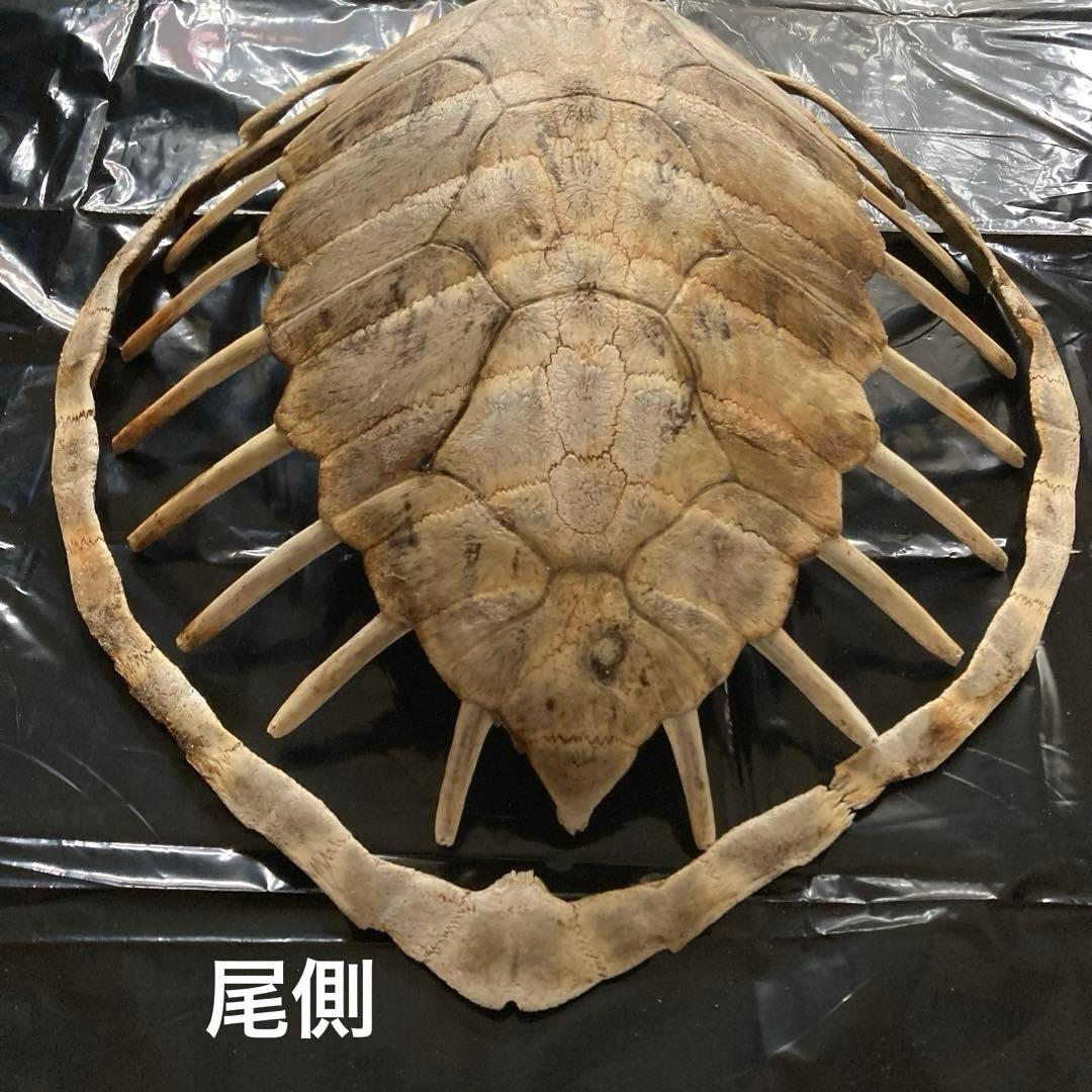 アオウミガメの骨 骨格標本