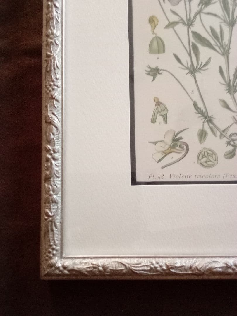 フランス ボタニカル画 石版画の額装品 １８９１年