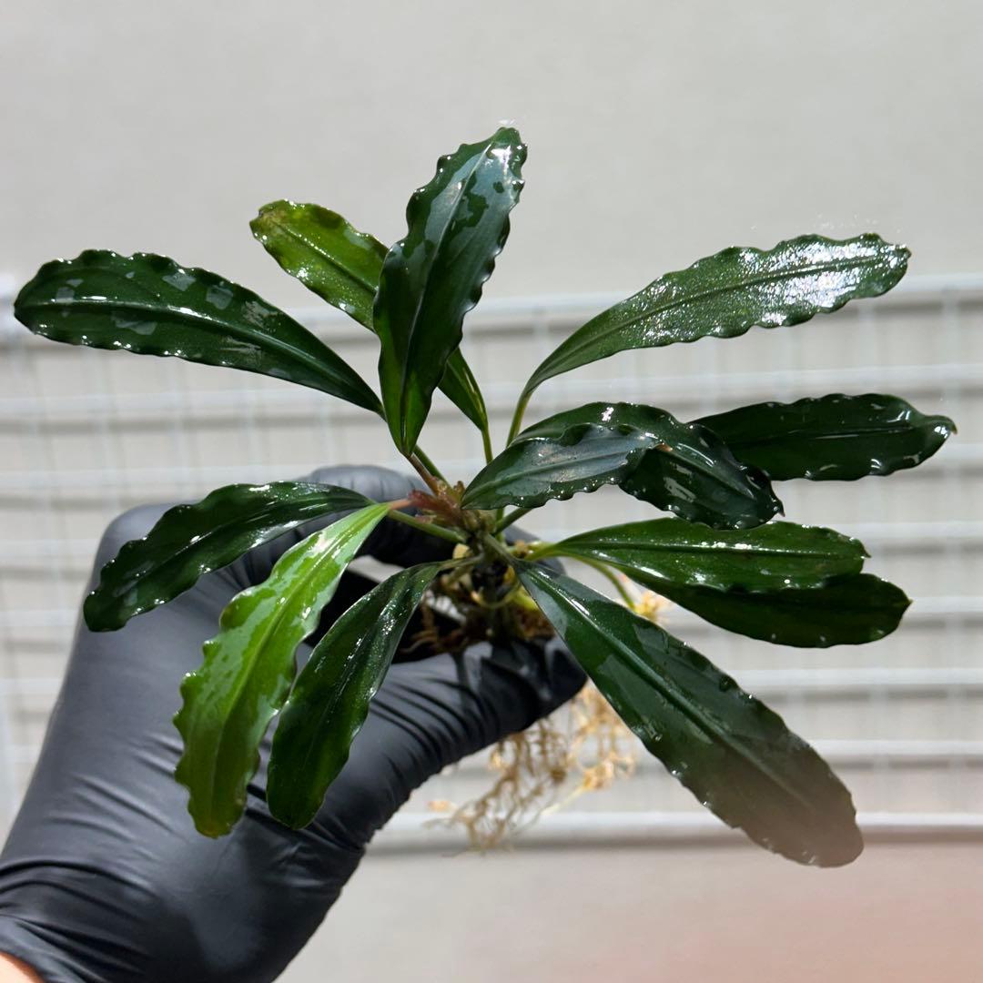 あばぶさんBUCEPHALANDRA