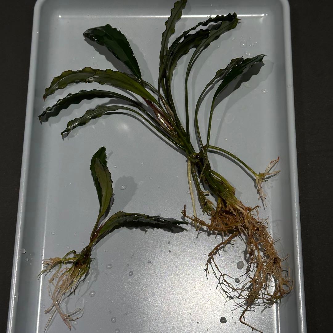 あばぶさんBUCEPHALANDRA