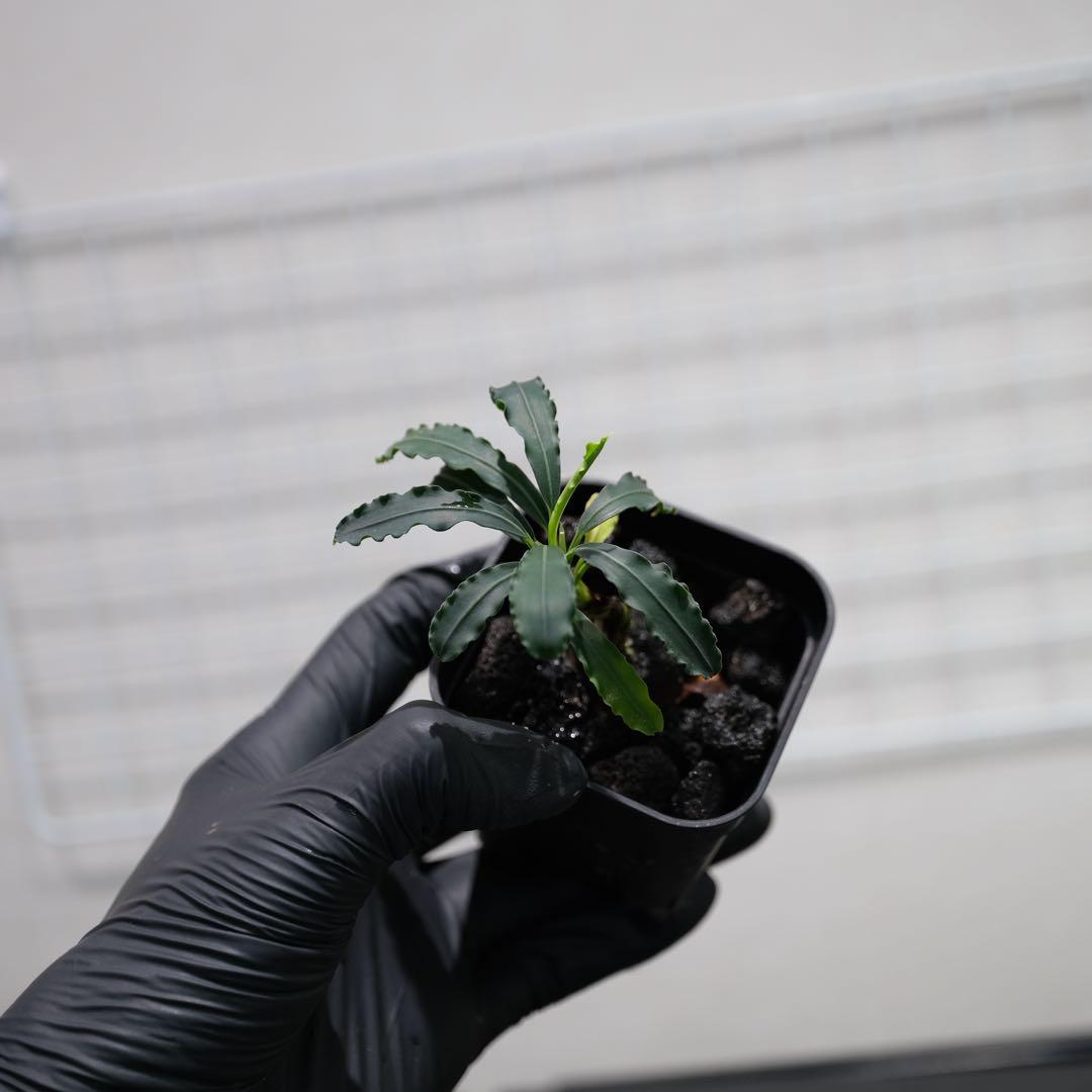 あばぶさんBUCEPHALANDRA