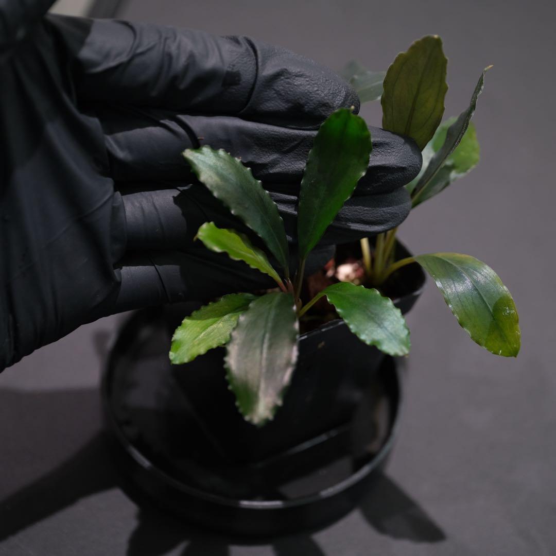 あばぶさんBUCEPHALANDRA