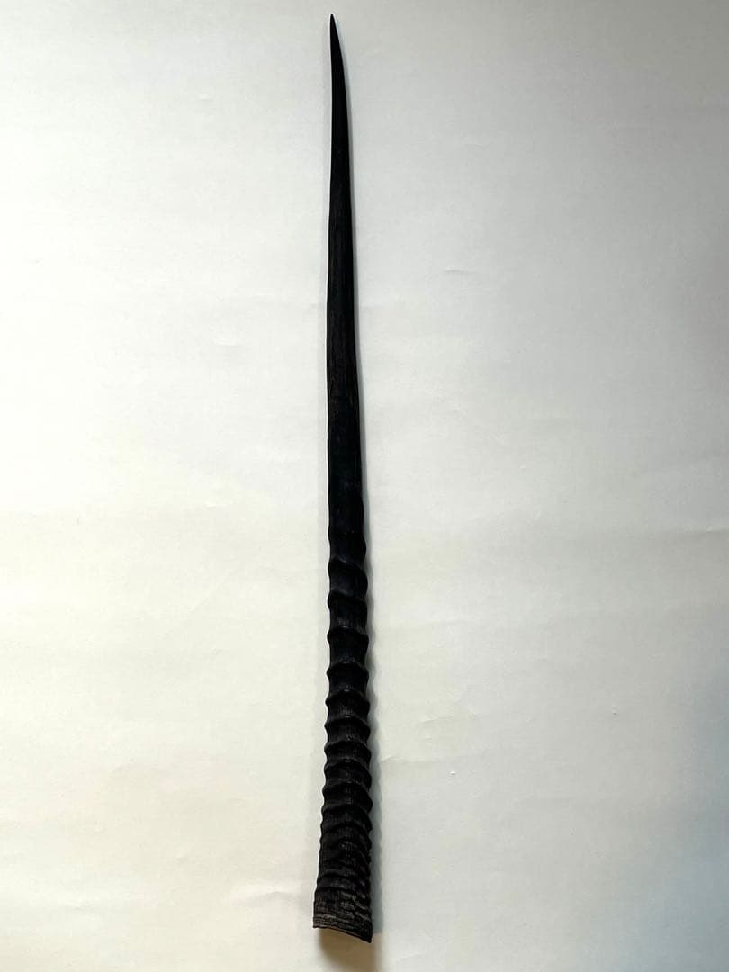 希少② オリックスホーン　鹿の角　検索）一角獣　オウムガイ