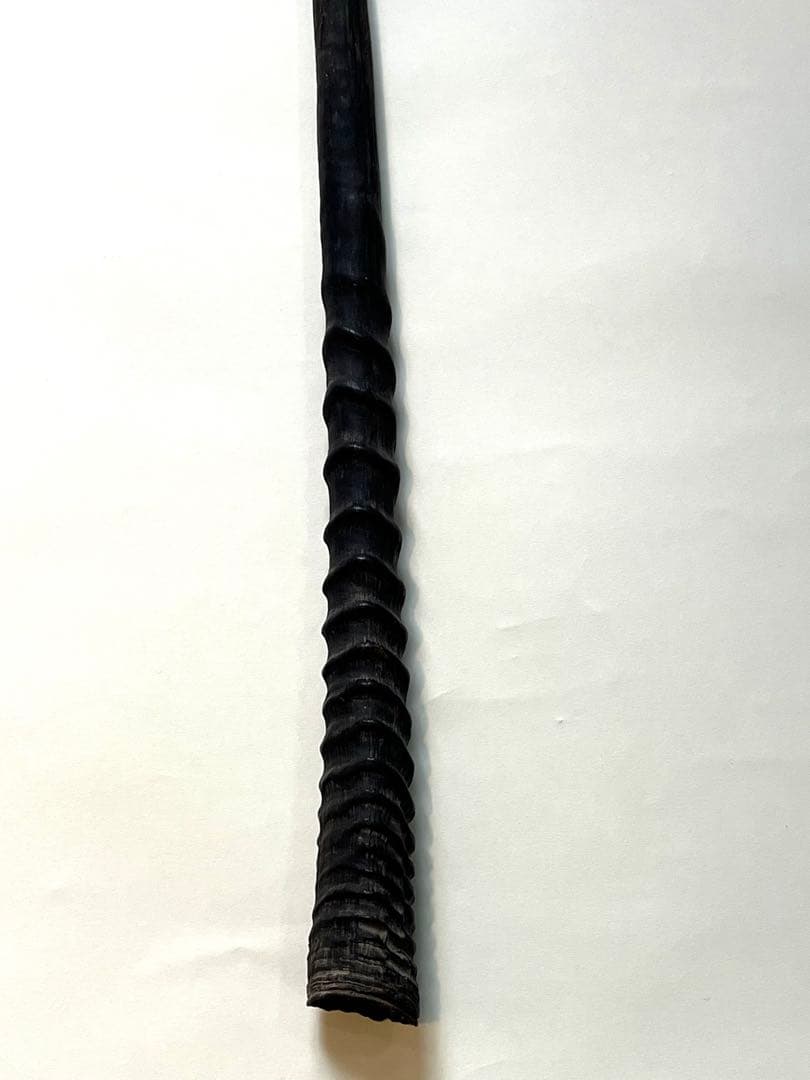 希少② オリックスホーン　鹿の角　検索）一角獣　オウムガイ