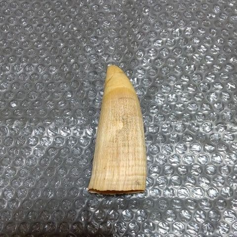 マッコウ鯨の歯『１本』+耳骨『１個』