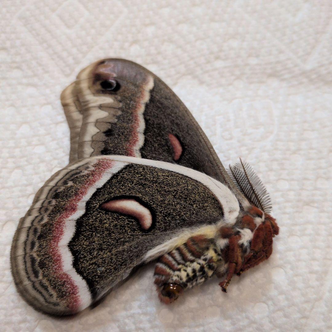 ラスト！　セクロピアサン　蝶標本　カナダ産 セクロピアサン 蛾標本 ヤママユ ③