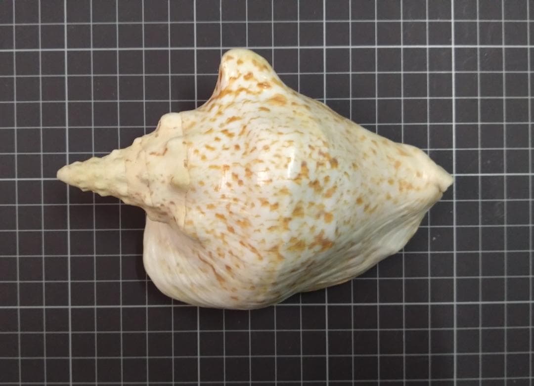 貝　標本　アツソデガイ