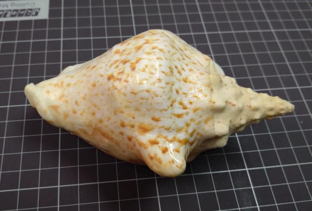 貝　標本　アツソデガイ