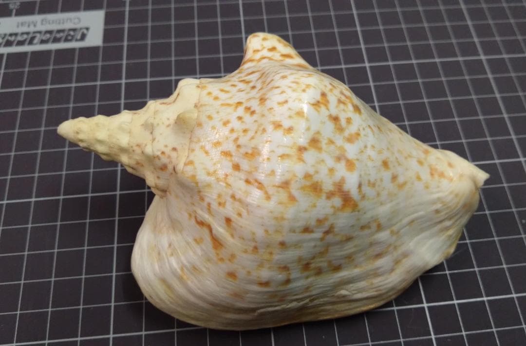 貝　標本　アツソデガイ