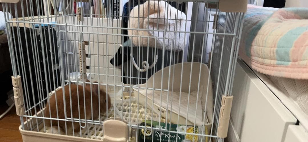 小動物 ケージ うさぎ 【前扉＆天井扉の2扉タイプ】 デグー モルモット 持ち運