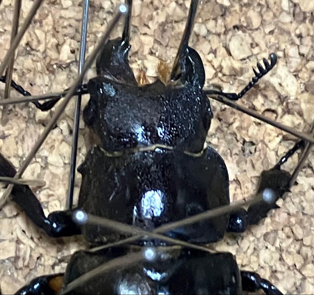 【標本】雌雄モザイク ミヤマクワガタ