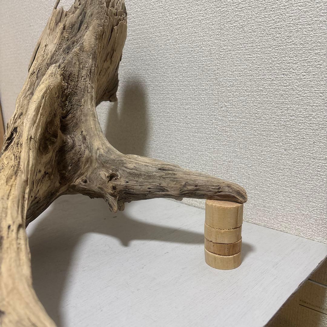 G73 爬虫類　アクアリウム　ビオトープ　観葉植物 インテリア