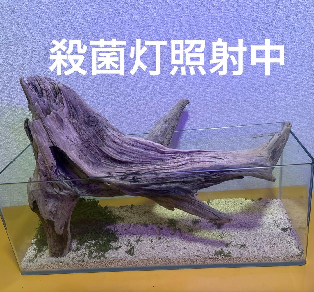 G73 爬虫類　アクアリウム　ビオトープ　観葉植物 インテリア