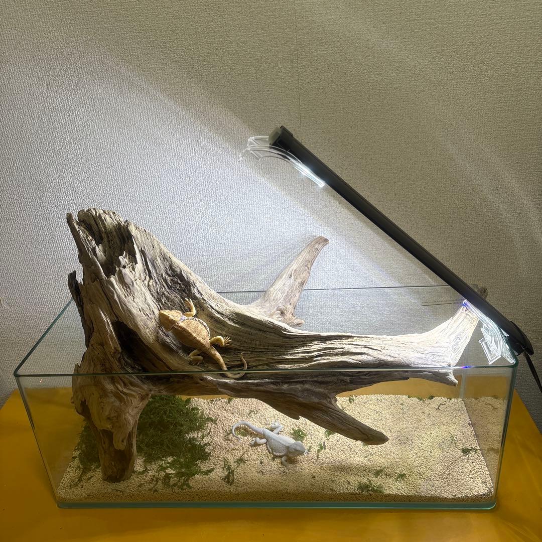 G73 爬虫類　アクアリウム　ビオトープ　観葉植物 インテリア