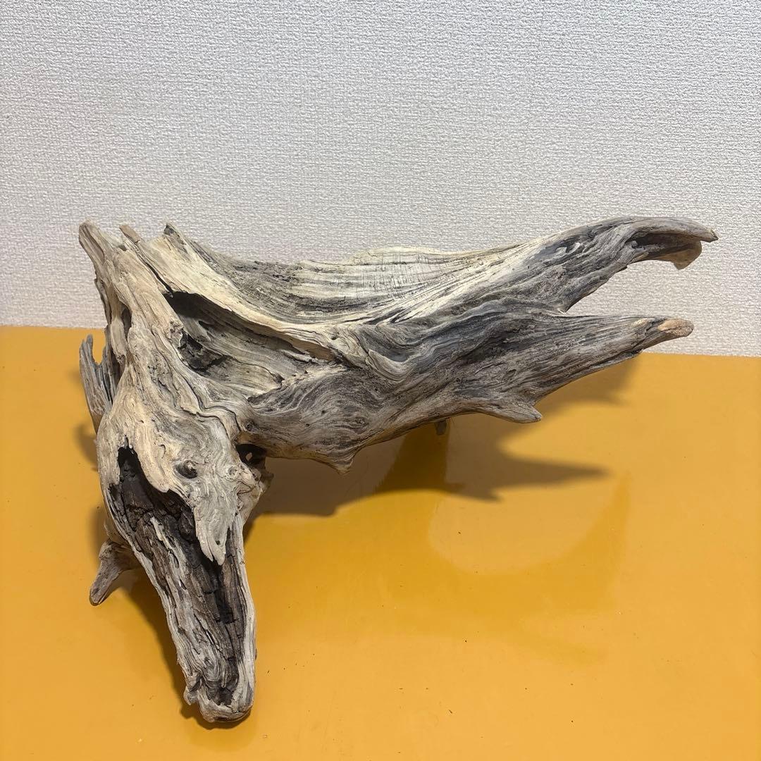 G73 爬虫類　アクアリウム　ビオトープ　観葉植物 インテリア