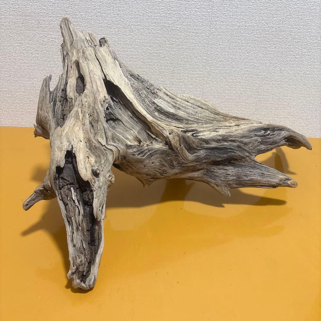 G73 爬虫類　アクアリウム　ビオトープ　観葉植物 インテリア