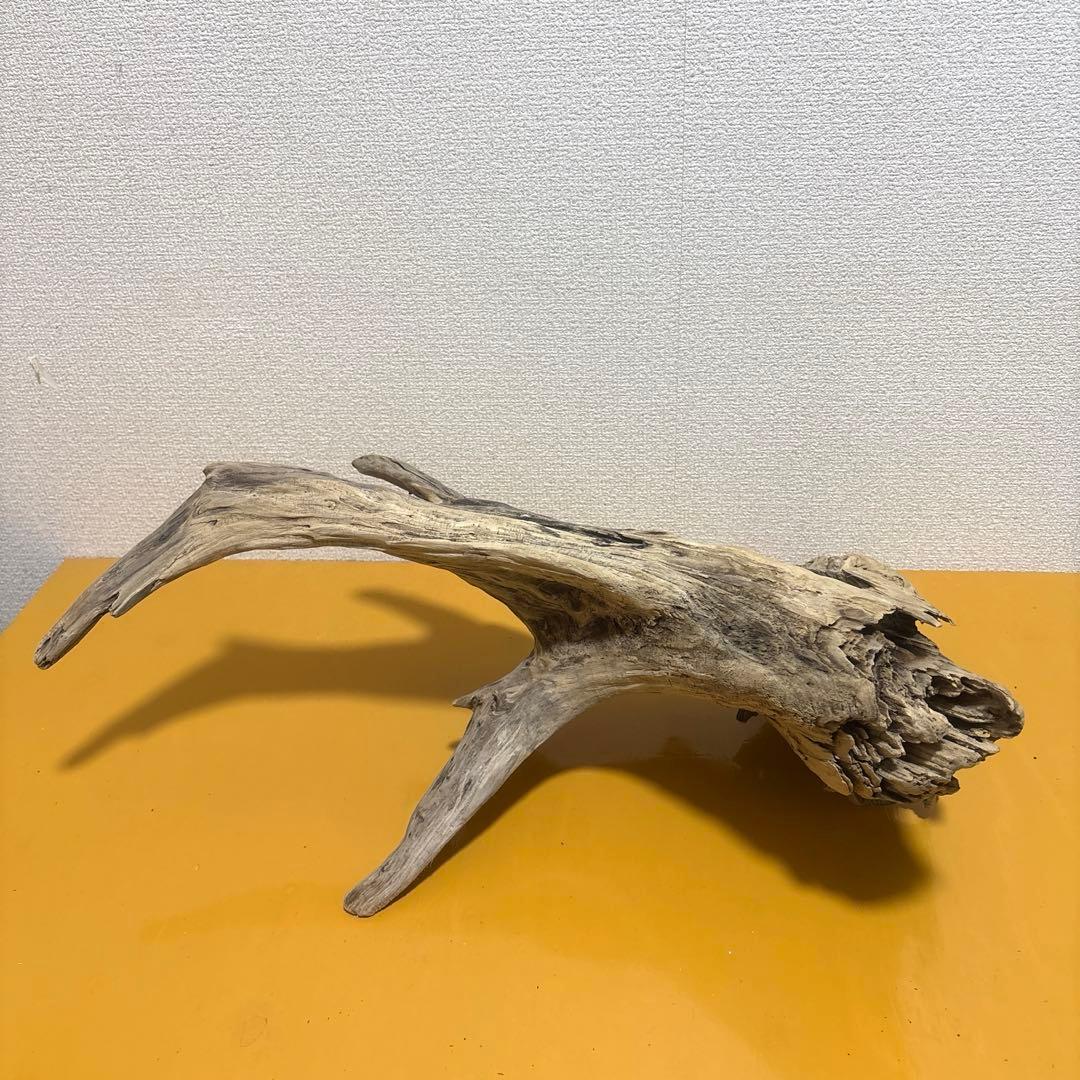 G73 爬虫類　アクアリウム　ビオトープ　観葉植物 インテリア