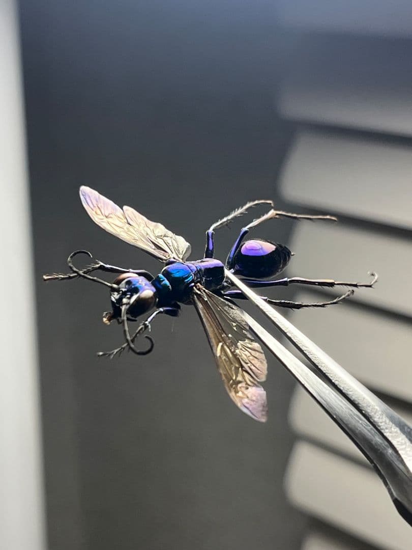 【標本】エメラルドゴキブリバチに酷似の寄生蜂 ジュエルワスプ 昆虫標本