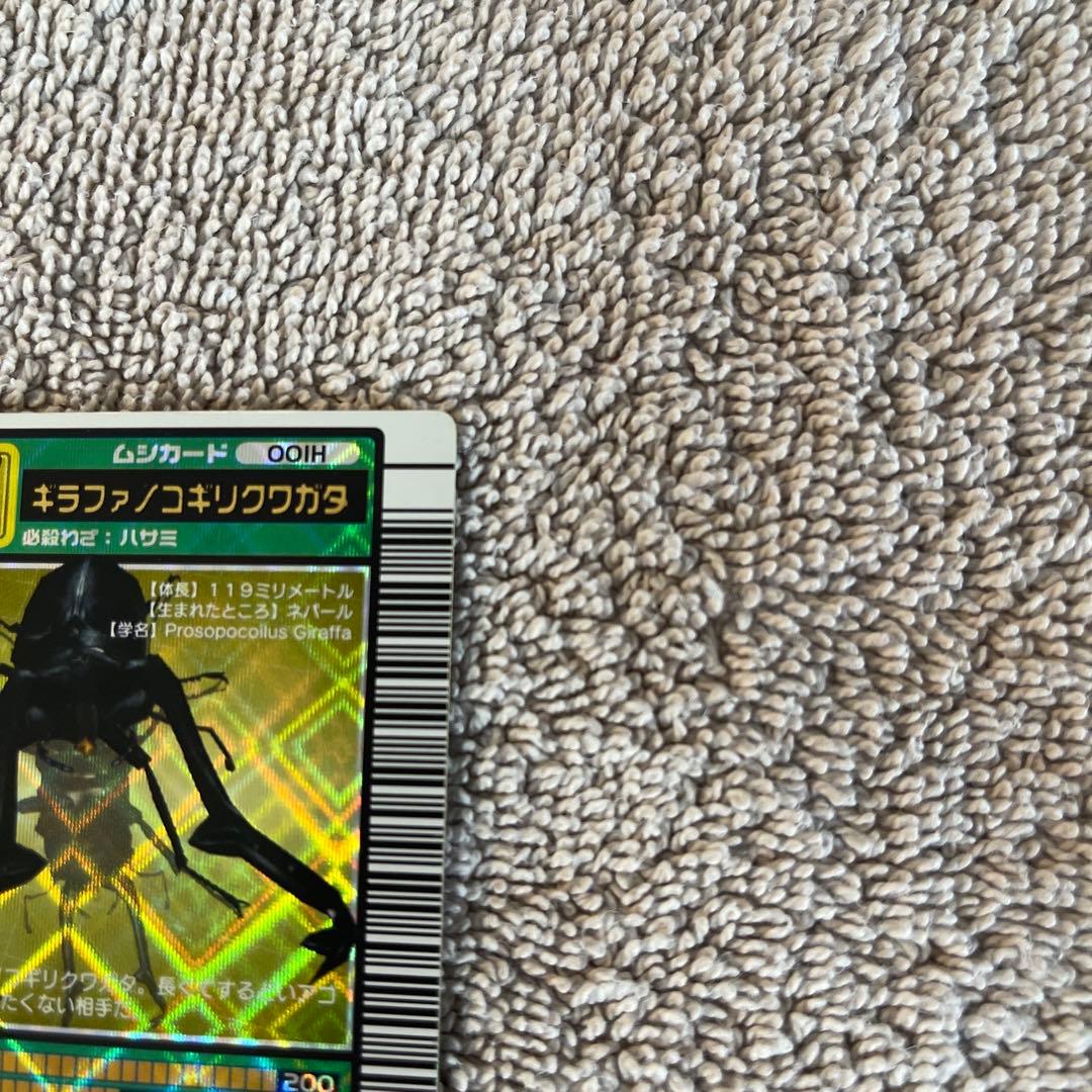 キラファノコギリクワガタ