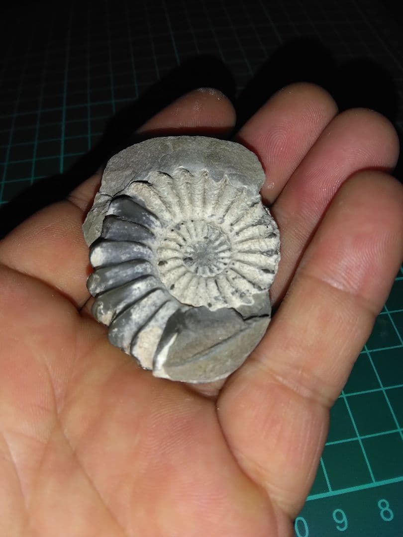 ドイツ産　アンモナイト　プレウロセラス　化石　美品