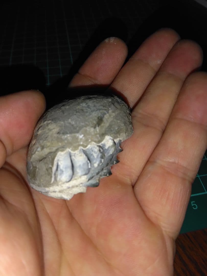 ドイツ産　アンモナイト　プレウロセラス　化石　美品