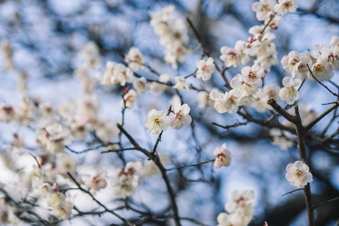 木村文乃使用モデル！Leica Elmarit 90mm F2.8 ケース付き！
