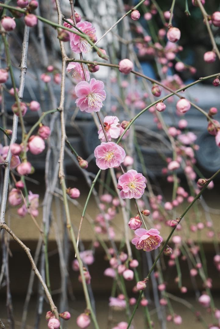 木村文乃使用モデル！Leica Elmarit 90mm F2.8 ケース付き！