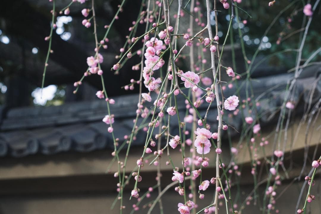 木村文乃使用モデル！Leica Elmarit 90mm F2.8 ケース付き！