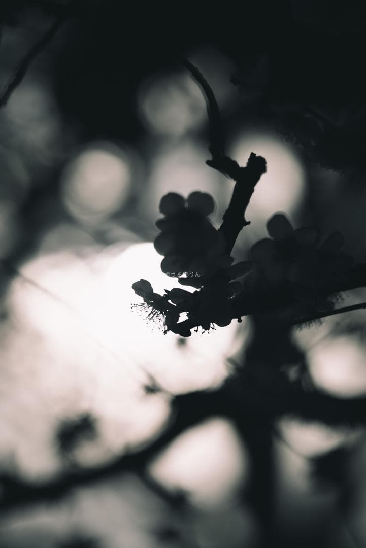 木村文乃使用モデル！Leica Elmarit 90mm F2.8 ケース付き！