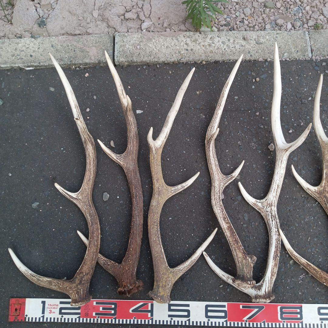 S*i様 天然蝦夷鹿角　犬のおもちゃ、工芸などとうぞ　３番