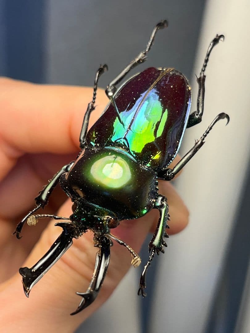 【標本】ニジイロクワガタ オウゴンオニクワガタ ピカール血統 エラフスホソアカ