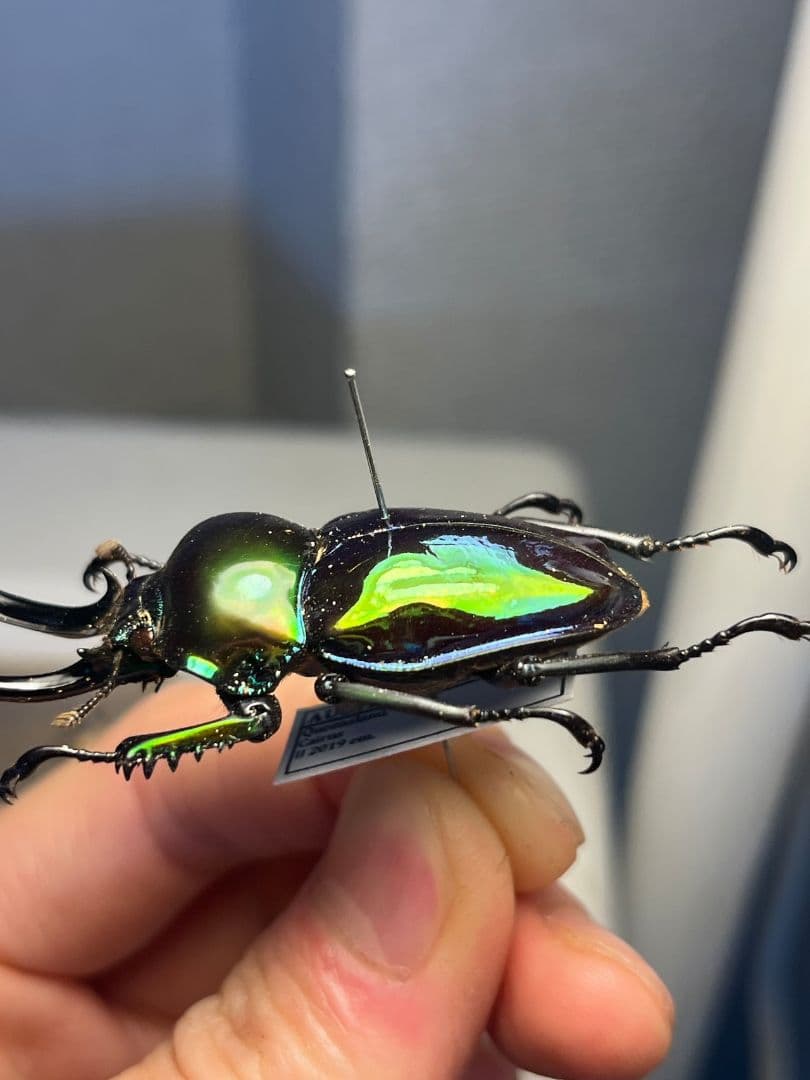 【標本】ニジイロクワガタ オウゴンオニクワガタ ピカール血統 エラフスホソアカ