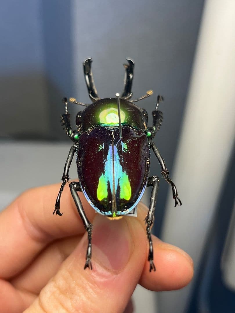 【標本】ニジイロクワガタ オウゴンオニクワガタ ピカール血統 エラフスホソアカ