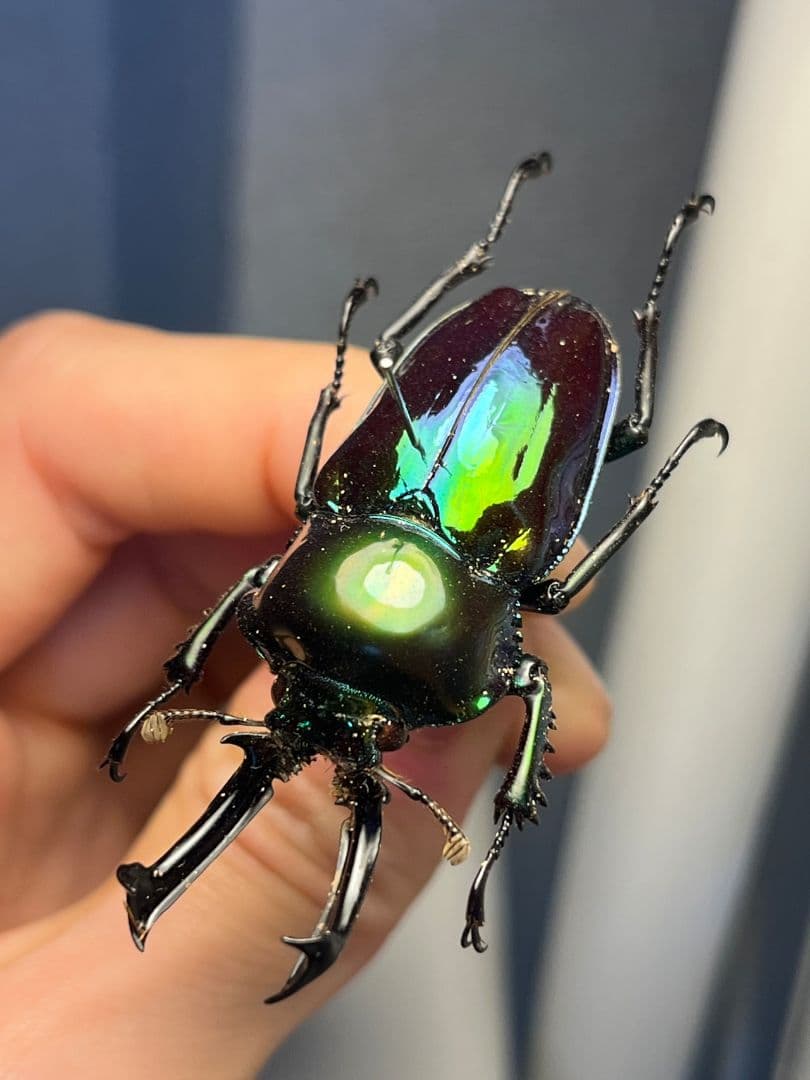 【標本】ニジイロクワガタ オウゴンオニクワガタ ピカール血統 エラフスホソアカ