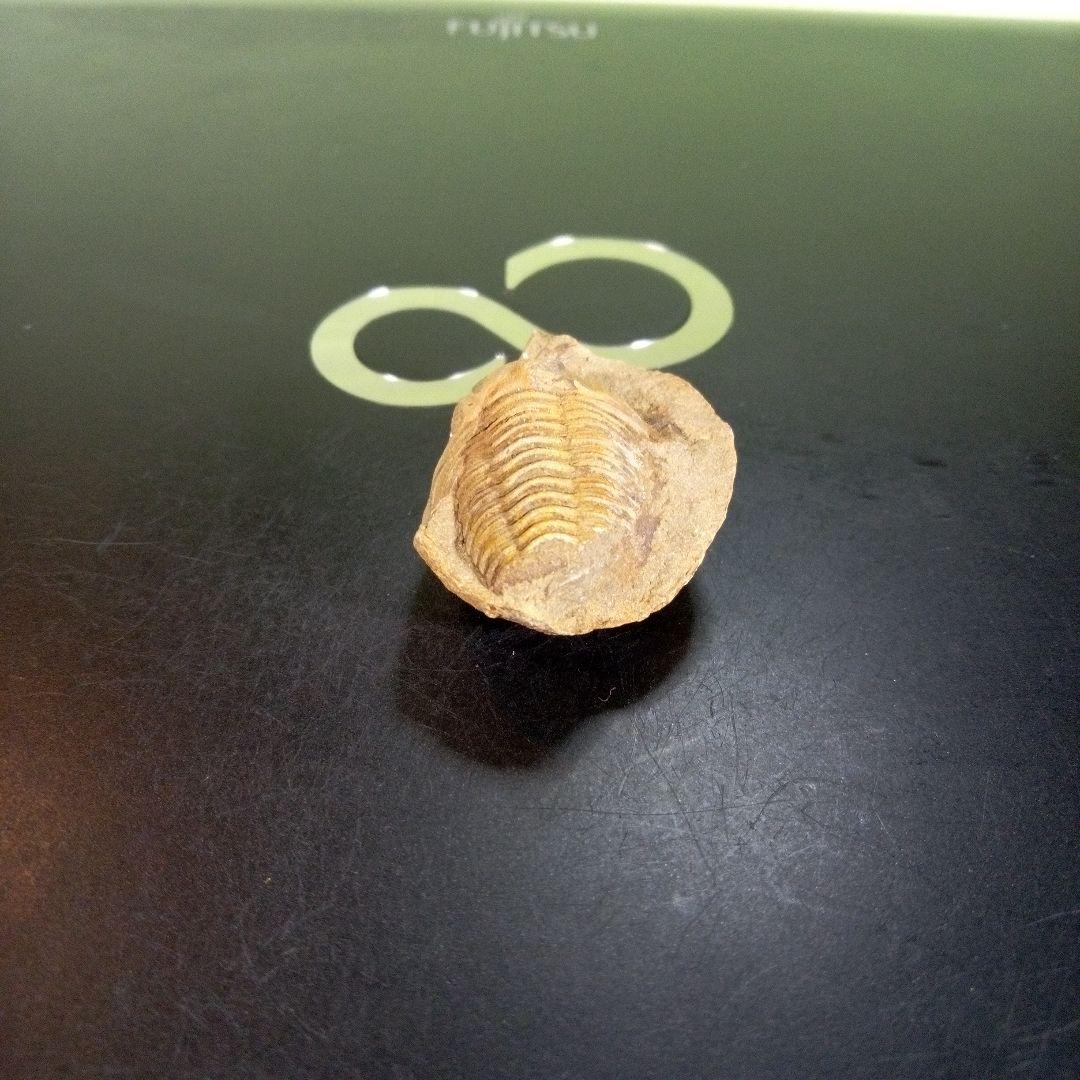 三葉虫　化石　fossil　ボリビア産　trilobite　南アメリカ化石郡⑥