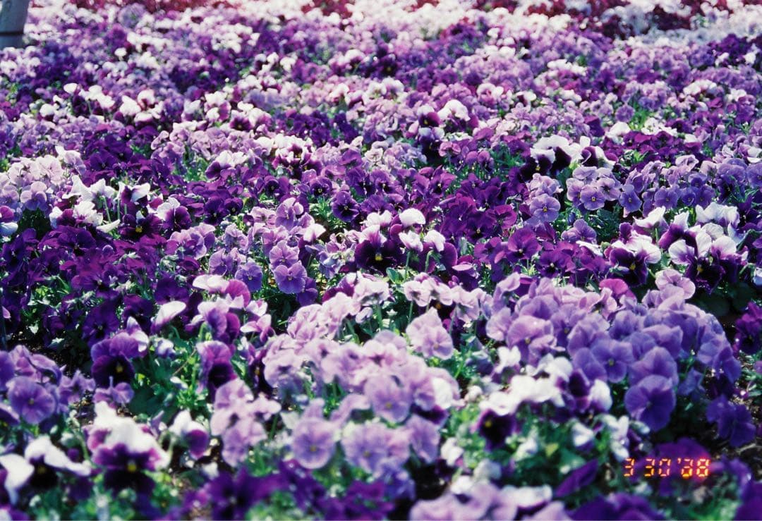 完動品　フィルムカメラNikon F80 レンズセット