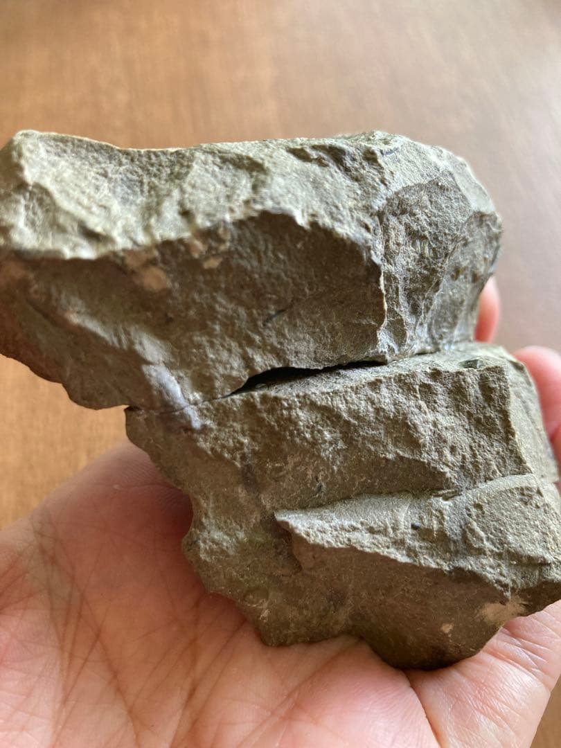 珍品　レア品　化石　コレクション　標本