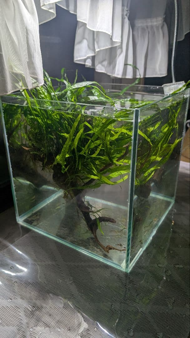 ミクロソリウム本ナロー120葉以上の大株とウィローモスが自然活着したADAの流木