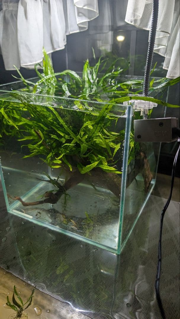 ミクロソリウム本ナロー120葉以上の大株とウィローモスが自然活着したADAの流木